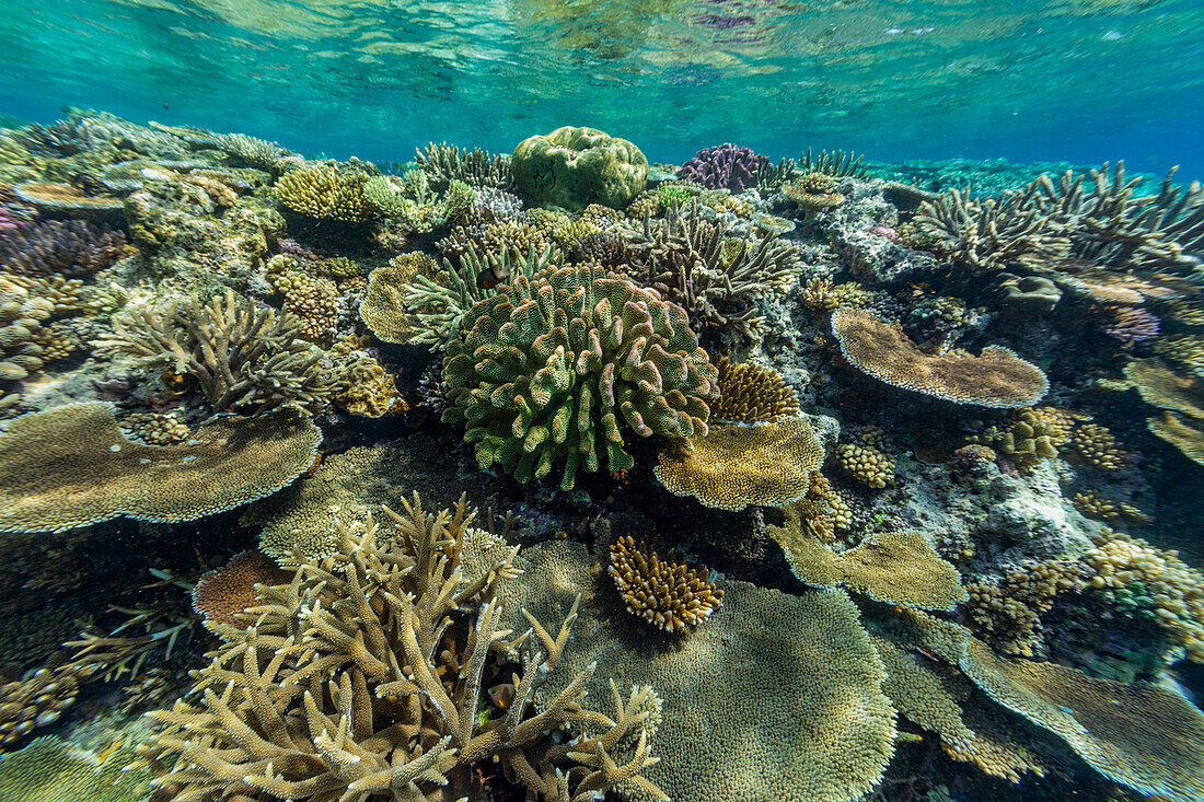 Eine Vielzahl von Hart- und Weichkorallen im Vatu-I-Ra Conservation Park auf Viti Levu,Fidschi,Südpazifik,Pazifik