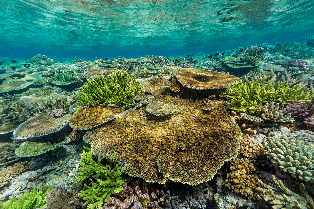 A myriad of hard and soft corals at Vatu-I-Ra Conservation Park on Viti Levu, Fiji, South Pacific, Pacific