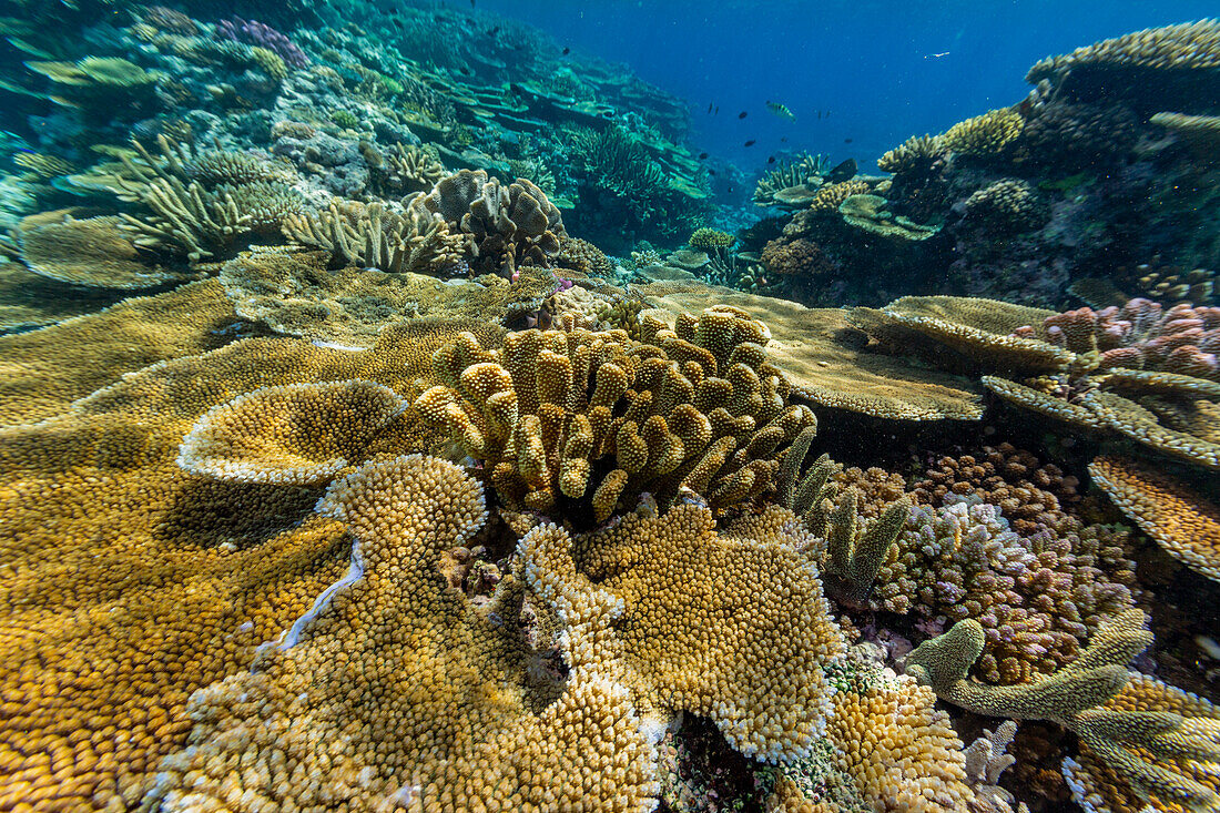 A myriad of hard and soft corals at Vatu-I-Ra Conservation Park on Viti Levu, Fiji, South Pacific, Pacific