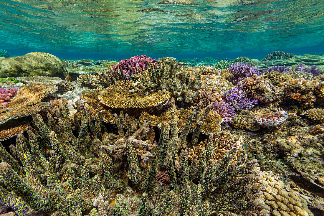 A myriad of hard and soft corals at Vatu-I-Ra Conservation Park on Viti Levu, Fiji, South Pacific, Pacific