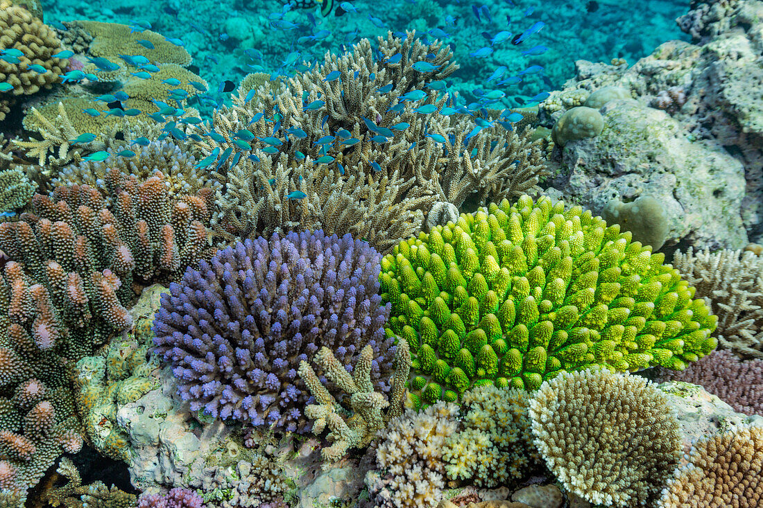 A myriad of hard and soft corals, as well as tropical reef fish at Vatu-I-Ra Conservation Park on Viti Levu, Fiji, South Pacific, Pacific