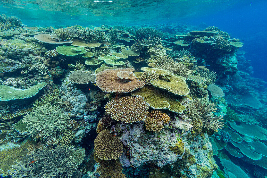 A myriad of hard and soft corals, as well as tropical reef fish at Vatu-I-Ra Conservation Park on Viti Levu, Fiji, South Pacific, Pacific