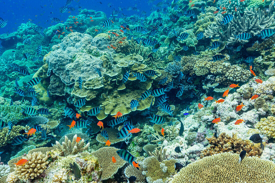 A myriad of hard and soft corals, as well as tropical reef fish at Vatu-I-Ra Conservation Park on Viti Levu, Fiji, South Pacific, Pacific