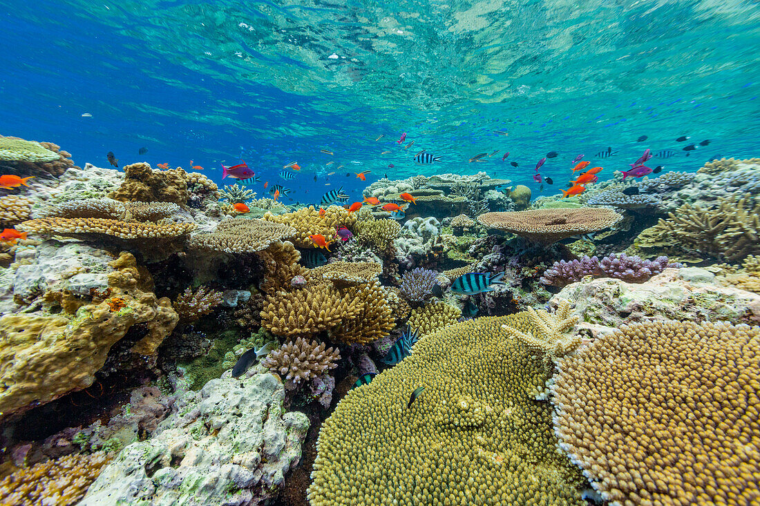 Eine Vielzahl von Hart- und Weichkorallen sowie tropische Rifffische im Vatu-I-Ra Conservation Park auf Viti Levu,Fidschi,Südpazifik,Pazifik