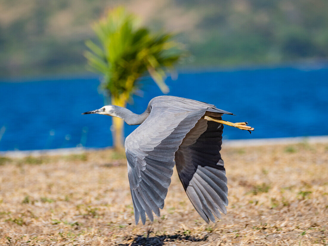 White-faced heron (Egretta novaehollandiae), in flight at the Volivoli Resort grounds on Viti Levu, Fiji, South Pacific, Pacific