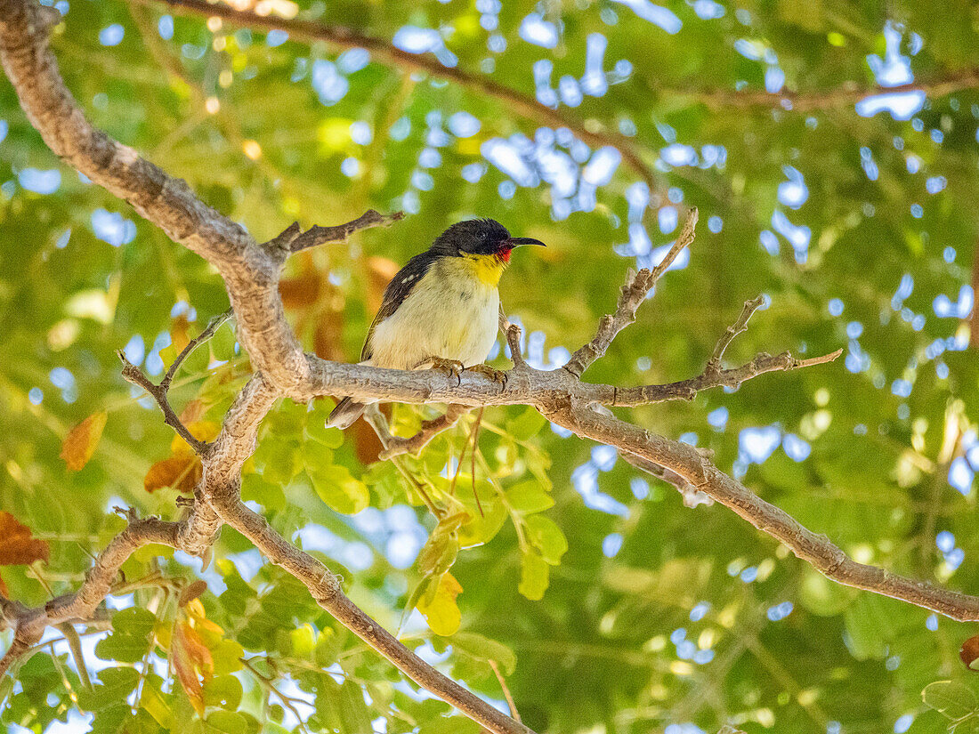 Orange-breasted myzomela (Myzomela jugularis), looking for insects at the Volivoli Resort grounds on Viti Levu, Fiji, South Pacific, Pacific