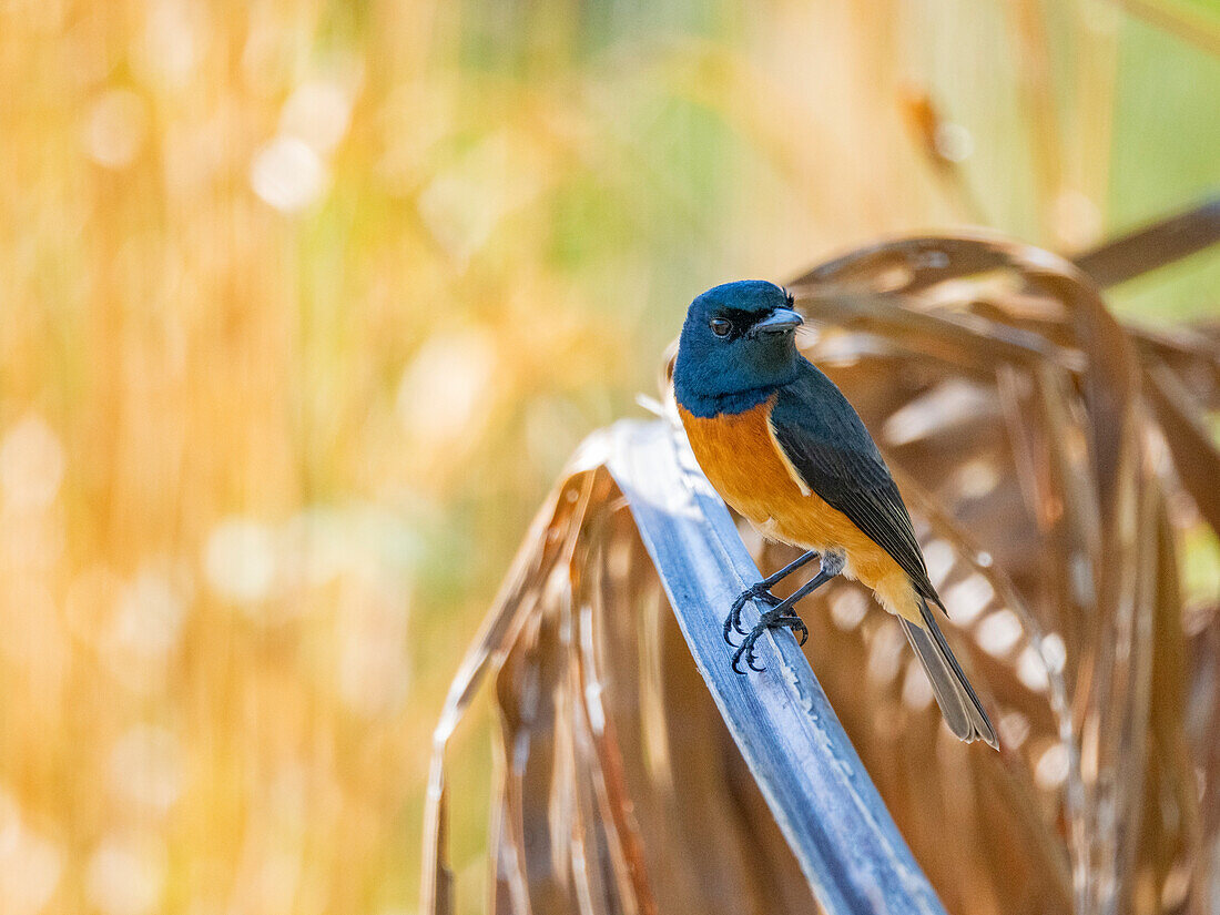 Vanikoro-Fliegenschnäpper (Myiagra vanikorensis),auf der Suche nach Insekten auf dem Gelände des Volivoli Resort auf Viti Levu,Fidschi,Südpazifik,Pazifik