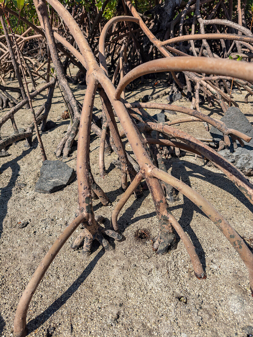 Rote Mangrovenpflanzen (Rhizophora mangle),bei Ebbe in der Nähe des Volivoli Resorts auf Viti Levu,Fidschi,Südpazifik,Pazifik