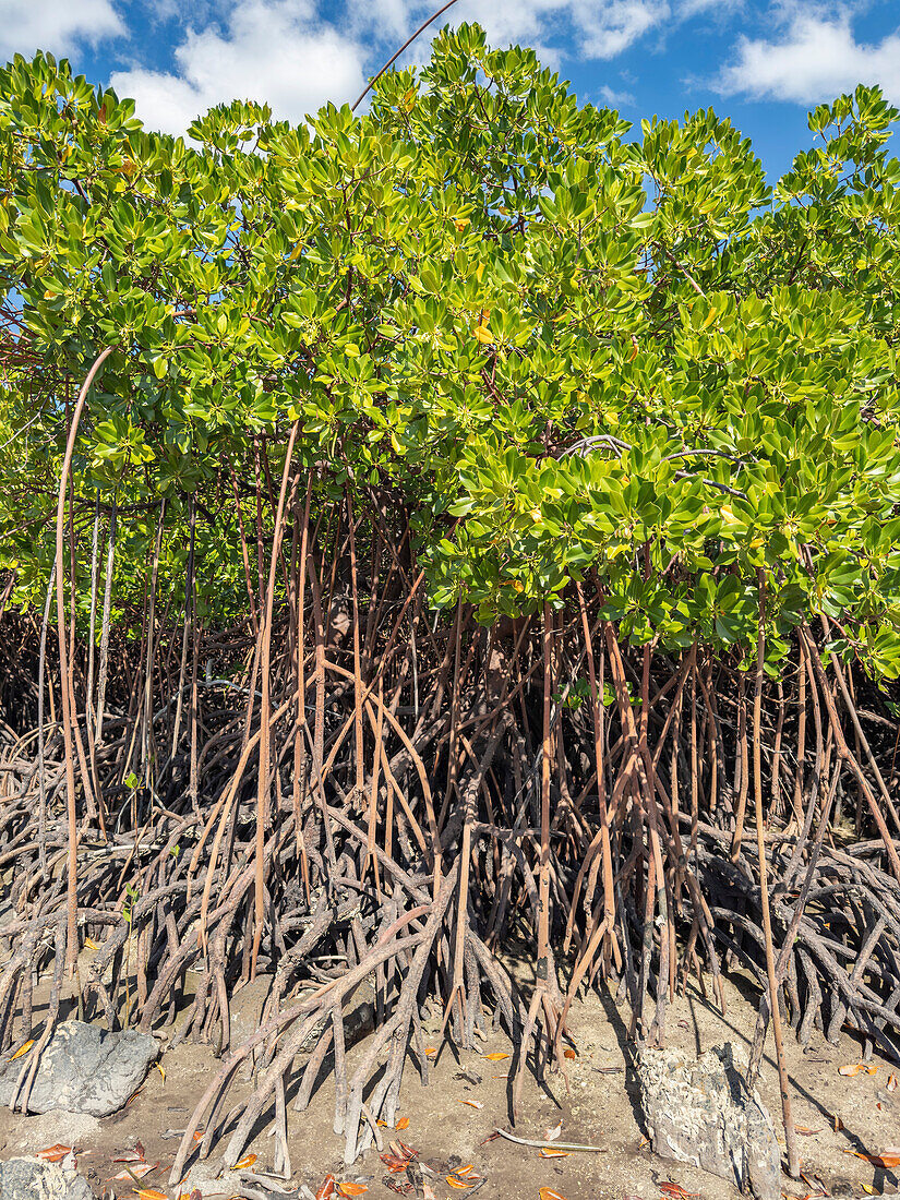 Red mangrove plants (Rhizophora mangle), at low tide near the Volivoli Resort grounds on Viti Levu, Fiji, South Pacific, Pacific