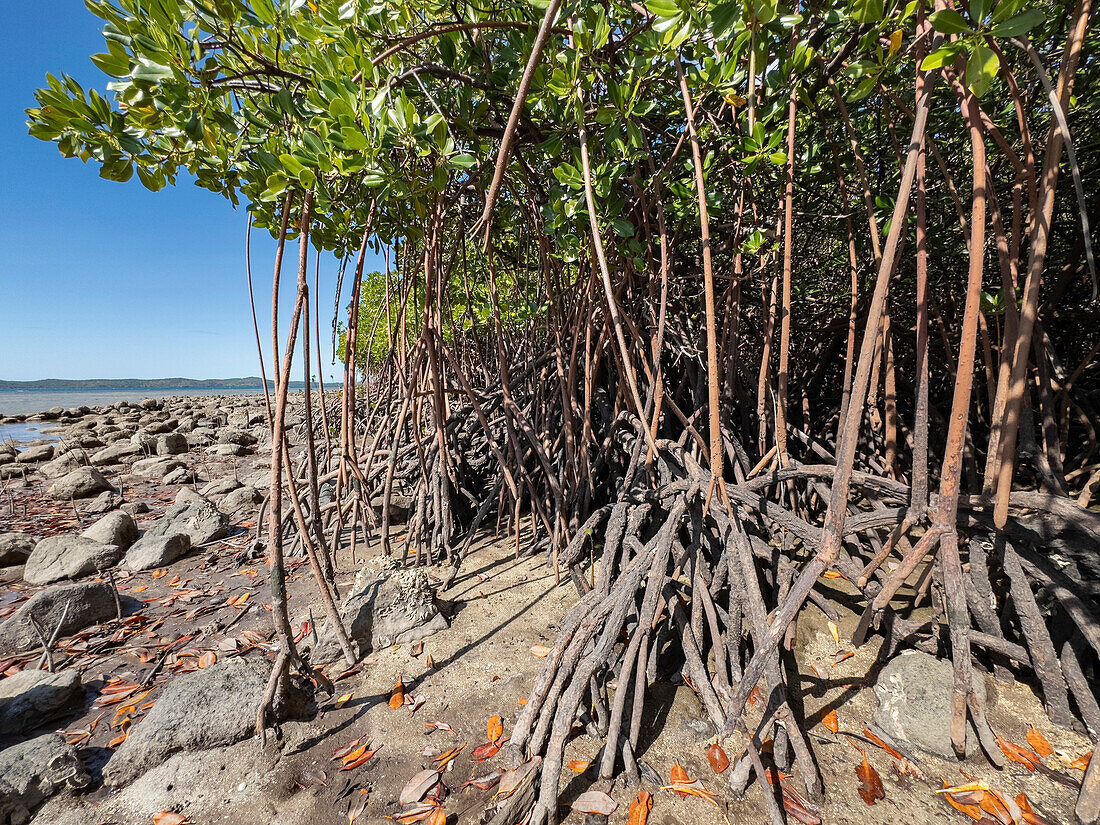 Rote Mangrovenpflanzen (Rhizophora mangle),bei Ebbe in der Nähe des Volivoli Resorts auf Viti Levu,Fidschi,Südpazifik,Pazifik