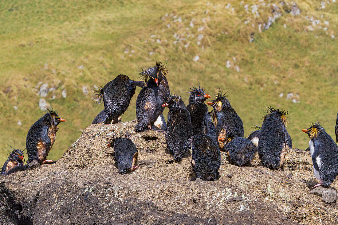 Northern rockhopper penguins (Eudyptes moseleyi) covered in spilled oil from the wreck of the MS Oliva, Nightingale island, Tristan da Cunha Group, South Atlantic Ocean