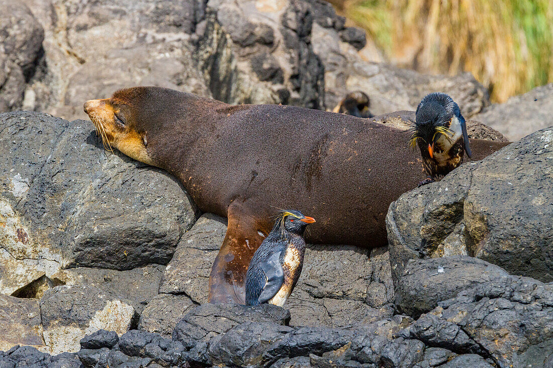 Northern rockhopper penguins (Eudyptes moseleyi) covered in spilled oil from the wreck of the MS Oliva, Nightingale island, Tristan da Cunha Group, South Atlantic Ocean