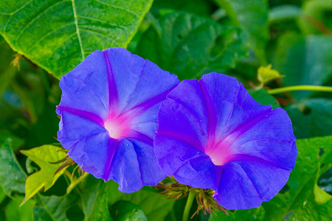 Makro-Ansicht von Ipomoea-Blüten vom Weg im Diana's Peak National Park auf St. Helena,Südatlantik