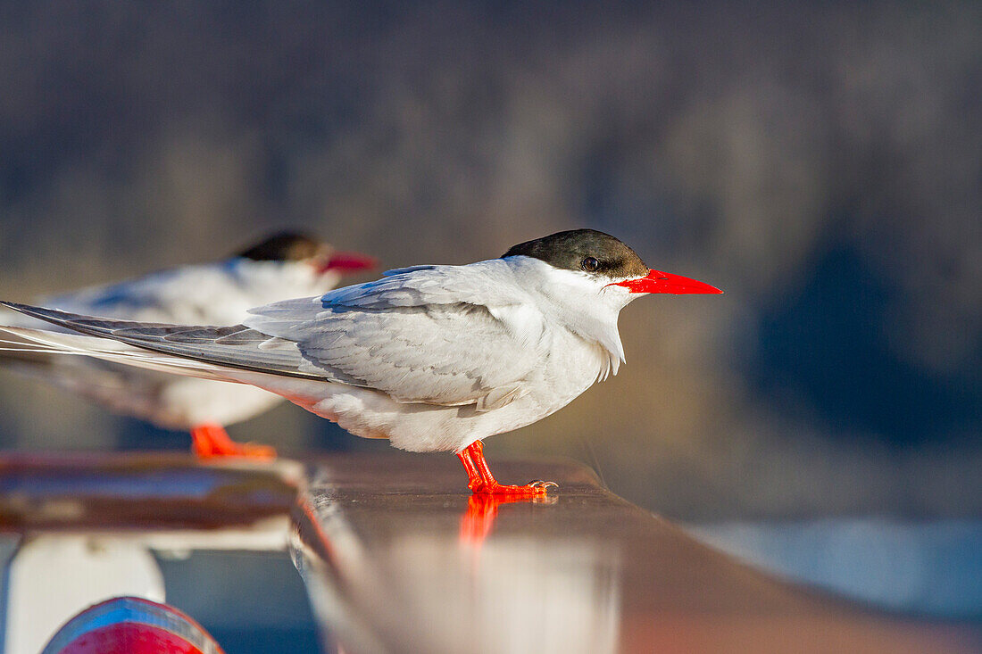 Ausgewachsene antarktische Seeschwalbe (Sterna vittata) bei der Rast auf der National Geographic Explorer in der Nähe von Tristan da Cunha,Südatlantik