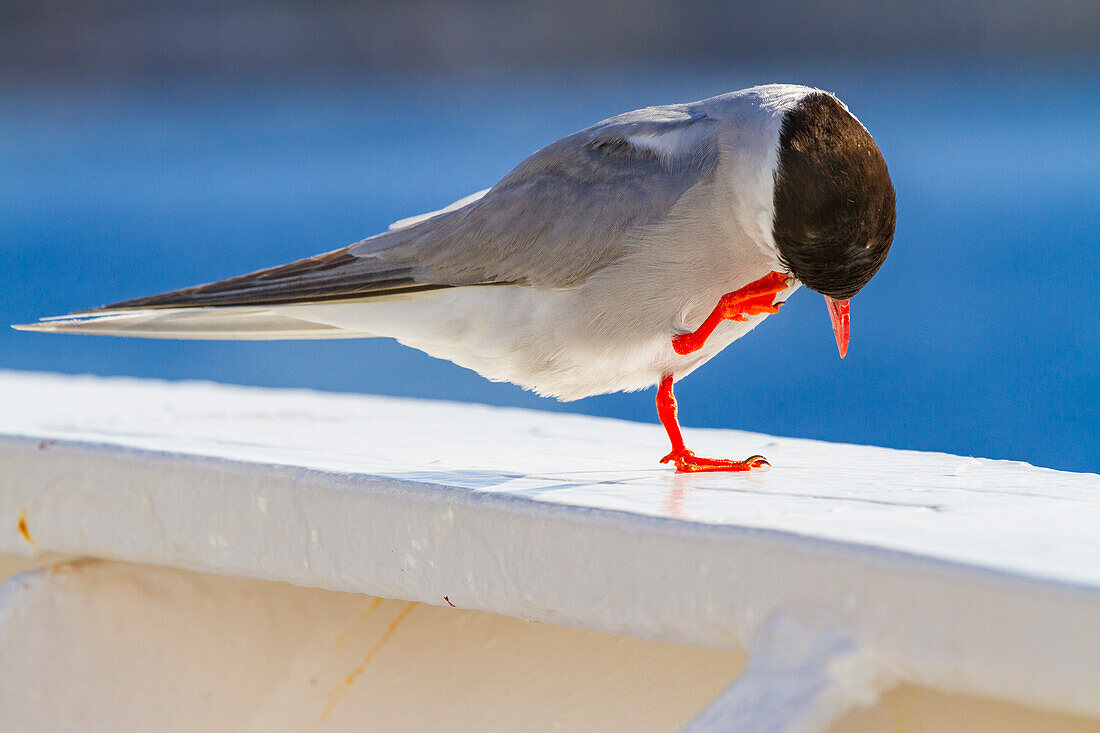 Adulte Antarktische Seeschwalbe (Sterna vittata) auf der Schiffsreling bei Tristan da Cunha,Südatlantik