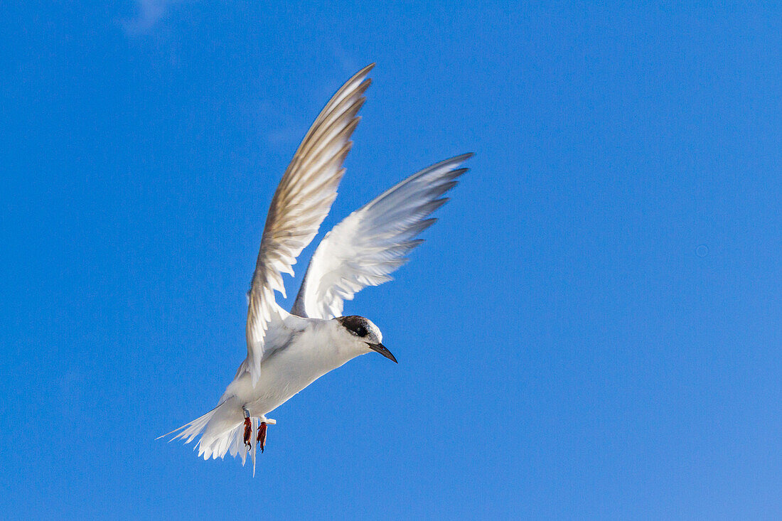 Juvenile Antarctic tern (Sterna vittata) in flight near Tristan da Cunha, South Atlantic Ocean