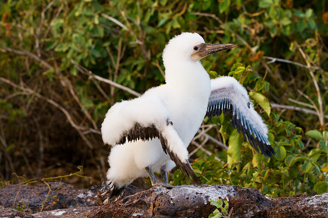 Daunenküken des Nazca-Tölpels (Sula grantii) streckt seine Flügel aus,um Kraft für den Flug zu sammeln,auf den Galapagos-Inseln,UNESCO-Welterbe,Ecuador,Südamerika