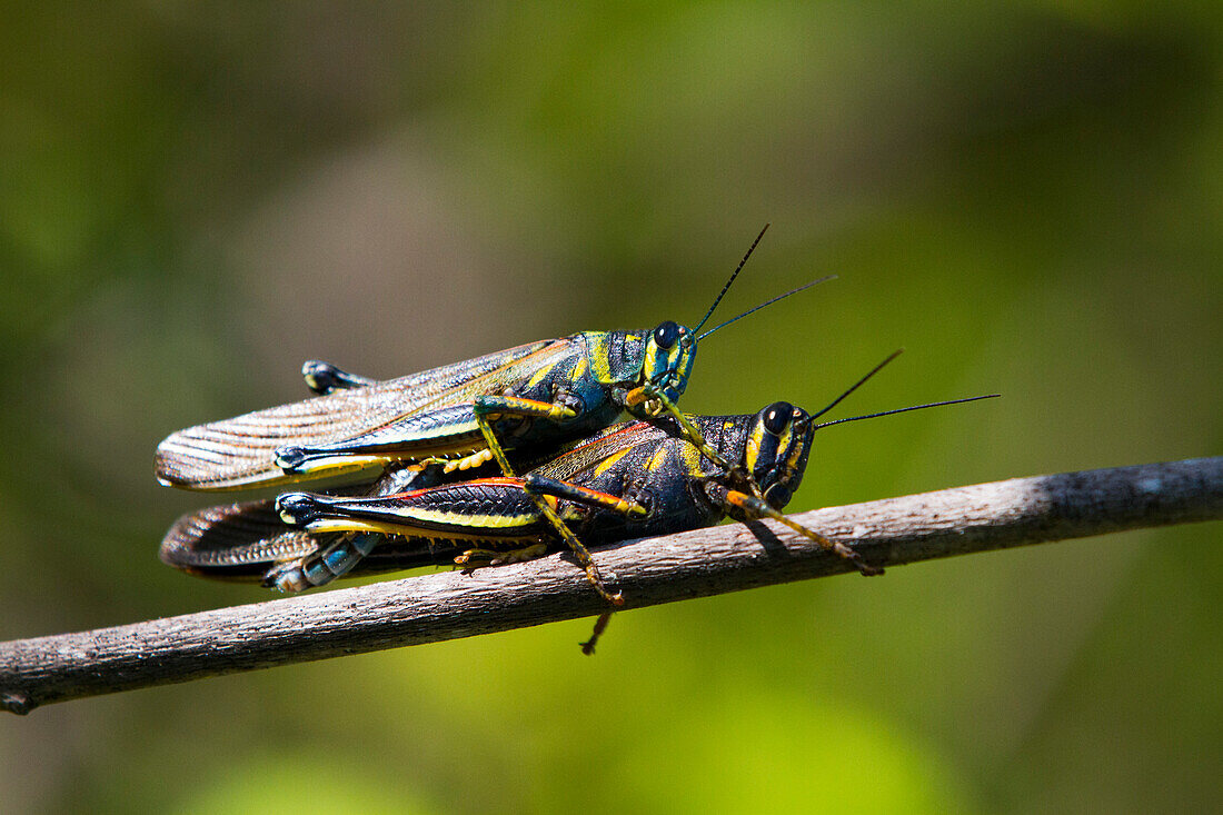 Painted Locust (Schistocerca melanocera) mating in the Galapagos Island Archipelago, UNESCO World Heritage Site, Ecuador, South America