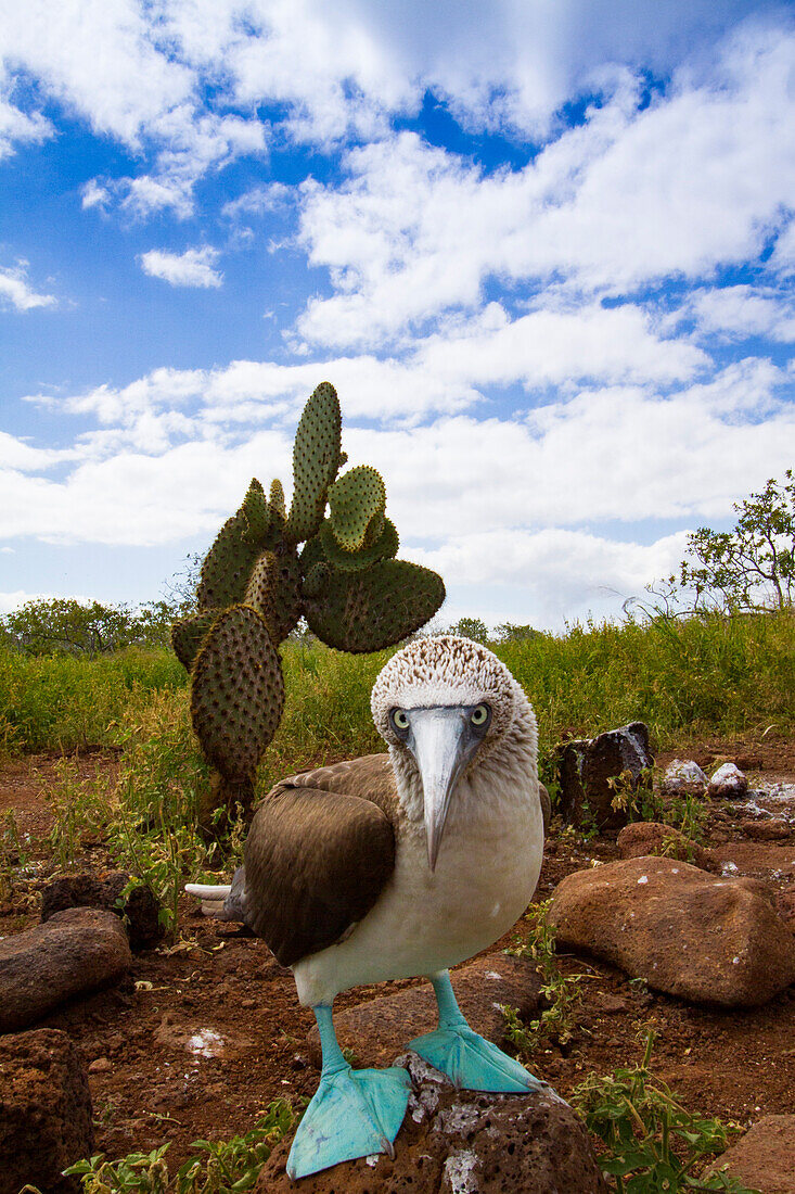 Erwachsener Blaufußtölpel (Sula nebouxii) im Galapagos-Inselarchipel,UNESCO-Welterbe,Ecuador,Südamerika