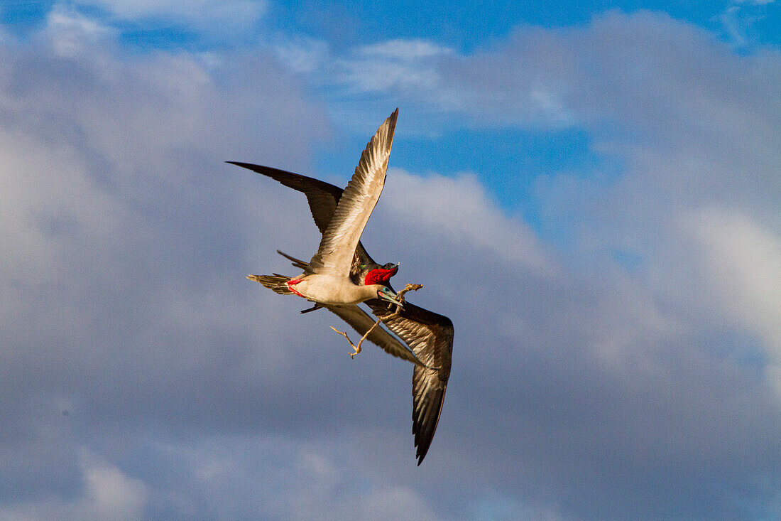 Adult red-footed booby (Sula sula) being attacked in flight by a great frigatebird (Fregata minor) in the Galapagos, UNESCO World Heritage Site, Ecuador, South America