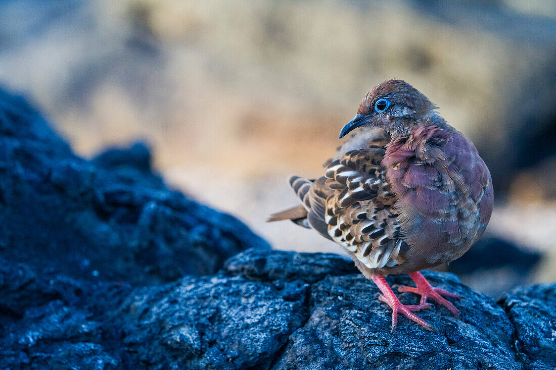 Eine erwachsene Galapagos-Taube (Zenaida galapagoensis) auf der Insel Espanola im Galapagos-Inselarchipel,UNESCO-Welterbe,Ecuador,Südamerika