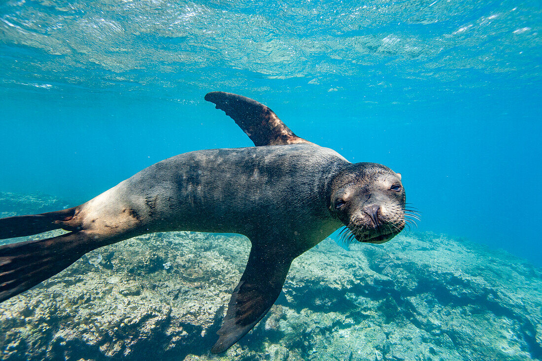 Young Galapagos sea lion (Zalophus wollebaeki) at play underwater in the Galapagos Island Archipelago, UNESCO World Heritage Site, Ecuador, South America