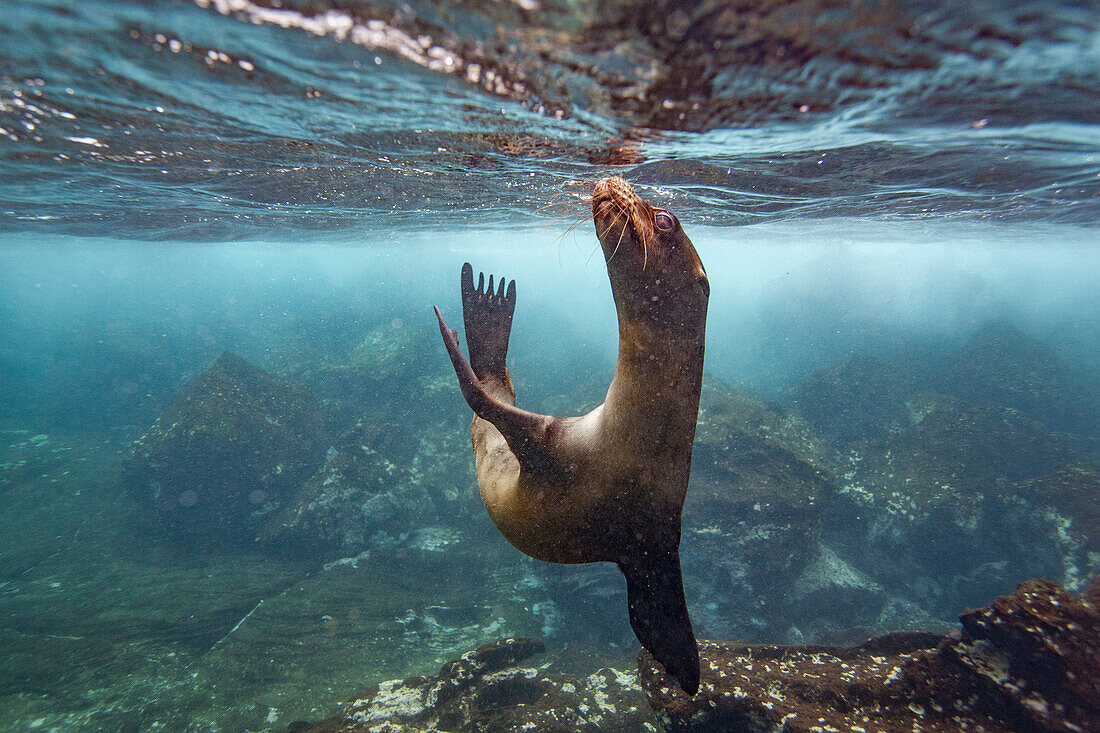 Young Galapagos sea lion (Zalophus wollebaeki) underwater in the Galapagos Island Archipelago, UNESCO World Heritage Site, Ecuador, South America