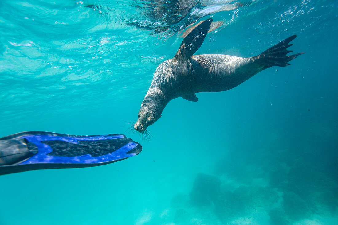 Snorkeler with Galapagos sea lion (Zalophus wollebaeki) underwater in the Galapagos Island Archipelago, UNESCO World Heritage Site, Ecuador, South America