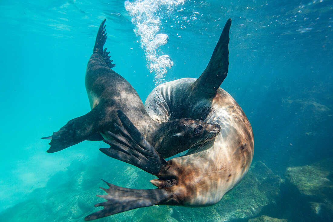 Junge Galapagos-Seelöwen (Zalophus wollebaeki) beim Unterwasserspiel im Galapagos-Inselarchipel,UNESCO-Welterbe,Ecuador,Südamerika