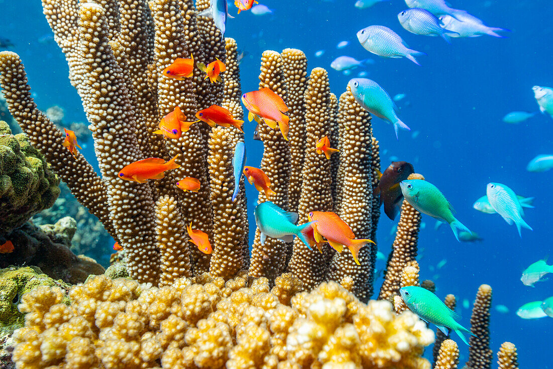 A myriad of hard and soft corals, as well as tropical reef fish on the healthy reef near Volivoli Resort on Viti Levu, Fiji, South Pacific, Pacific