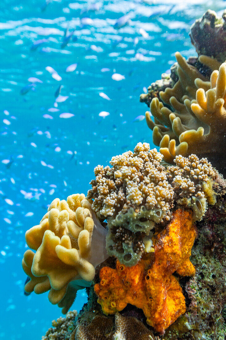 A myriad of hard and soft corals, as well as tropical reef fish on the healthy reef near Volivoli Resort on Viti Levu, Fiji, South Pacific, Pacific