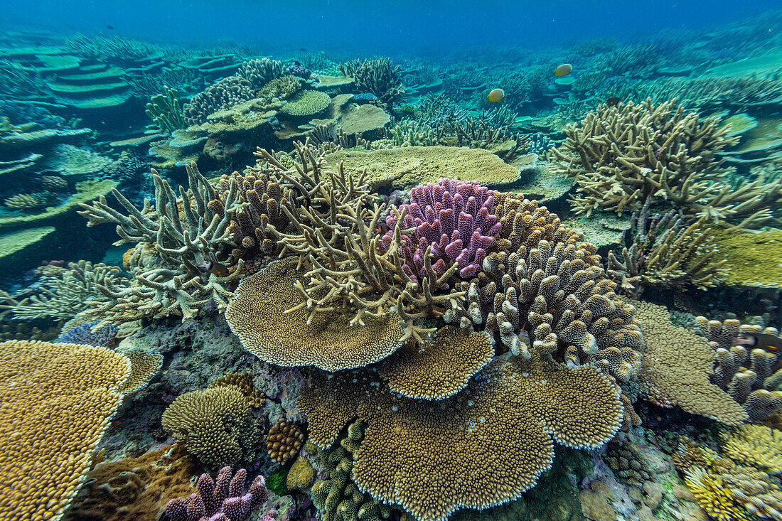 Eine Vielzahl von Hart- und Weichkorallen sowie tropische Rifffische im Vatu-I-Ra Conservation Park auf Viti Levu,Fidschi,Südpazifik,Pazifik