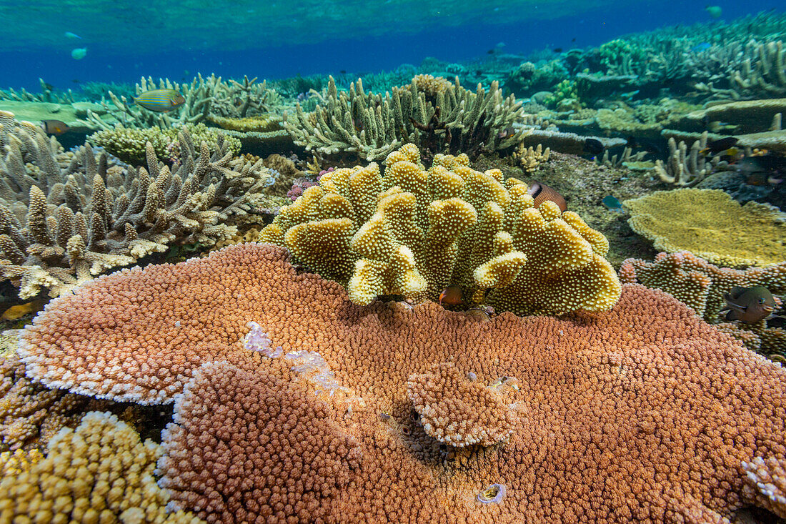 A myriad of hard and soft corals, as well as tropical reef fish at Vatu-I-Ra Conservation Park on Viti Levu, Fiji, South Pacific, Pacific