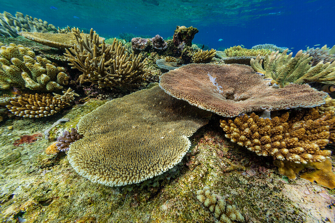 A myriad of hard and soft corals, as well as tropical reef fish at Vatu-I-Ra Conservation Park on Viti Levu, Fiji, South Pacific, Pacific