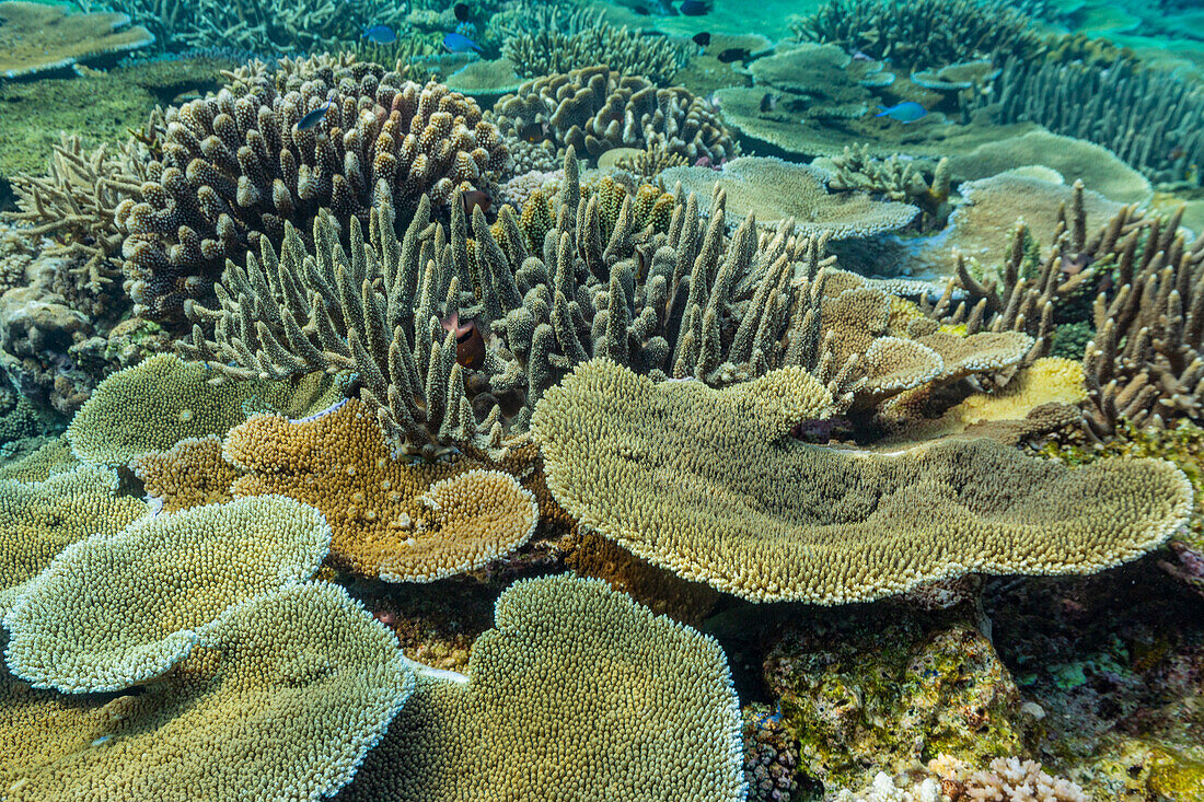 A myriad of hard and soft corals, as well as tropical reef fish at Vatu-I-Ra Conservation Park on Viti Levu, Fiji, South Pacific, Pacific