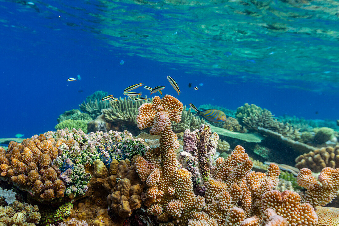 Eine Vielzahl von Hart- und Weichkorallen sowie tropische Rifffische im Vatu-I-Ra Conservation Park auf Viti Levu,Fidschi,Südpazifik,Pazifik