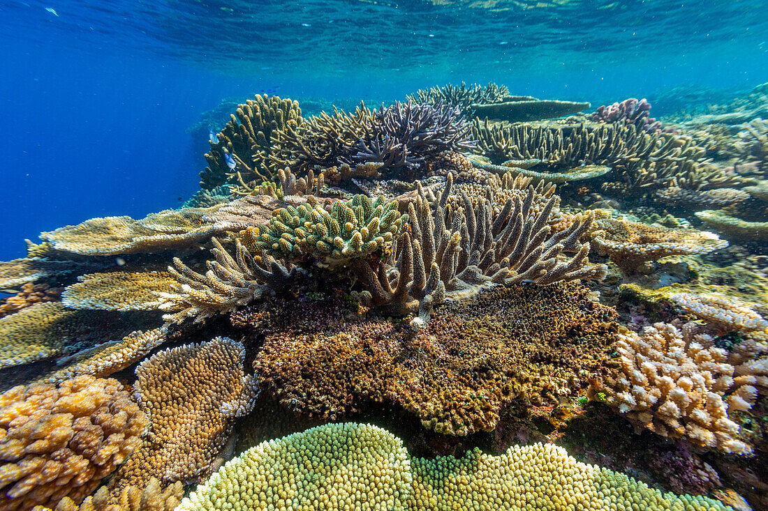 A myriad of hard and soft corals at Vatu-I-Ra Conservation Park on Viti Levu, Fiji, South Pacific, Pacific