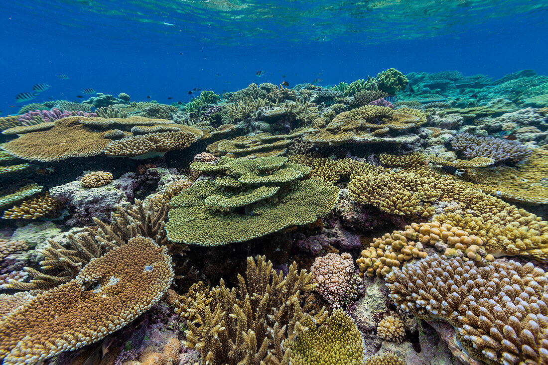 A myriad of hard and soft corals, as well as tropical reef fish at Vatu-I-Ra Conservation Park on Viti Levu, Fiji, South Pacific, Pacific