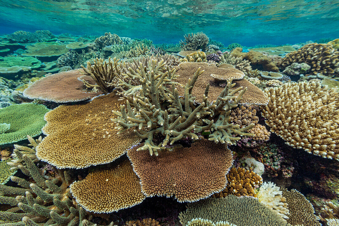 Eine Vielzahl von Hart- und Weichkorallen im Vatu-I-Ra Conservation Park auf Viti Levu,Fidschi,Südpazifik,Pazifik