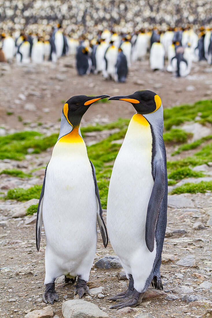 King penguin (Aptenodytes patagonicus) breeding and nesting colony at St. Andrews Bay on South Georgia, Southern Ocean, Polar Regions