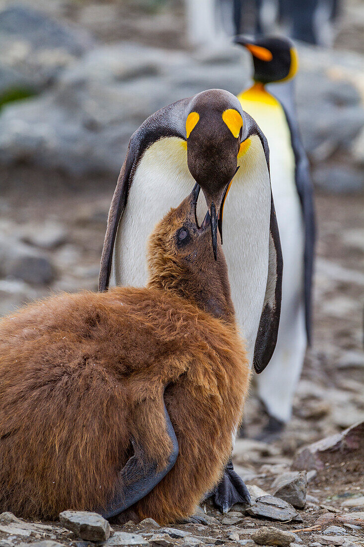 King penguin (Aptenodytes patagonicus) adult feeding chick at breeding and nesting colony at St. Andrews Bay on South Georgia, Southern Ocean, Polar Regions