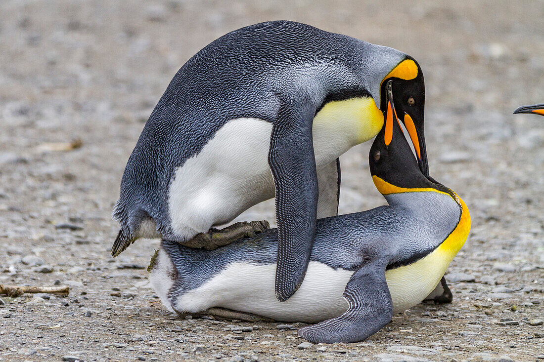 King penguin (Aptenodytes patagonicus) mating behavior at breeding and nesting colony at St. Andrews Bay on South Georgia, Southern Ocean, Polar Regions