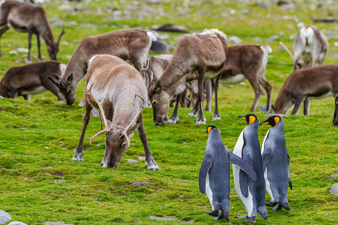 Königspinguin (Aptenodytes patagonicus) mit eingeführten Rentieren in der Brut- und Nistkolonie in der St. Andrews Bay auf Südgeorgien,Südlicher Ozean,Polargebiete