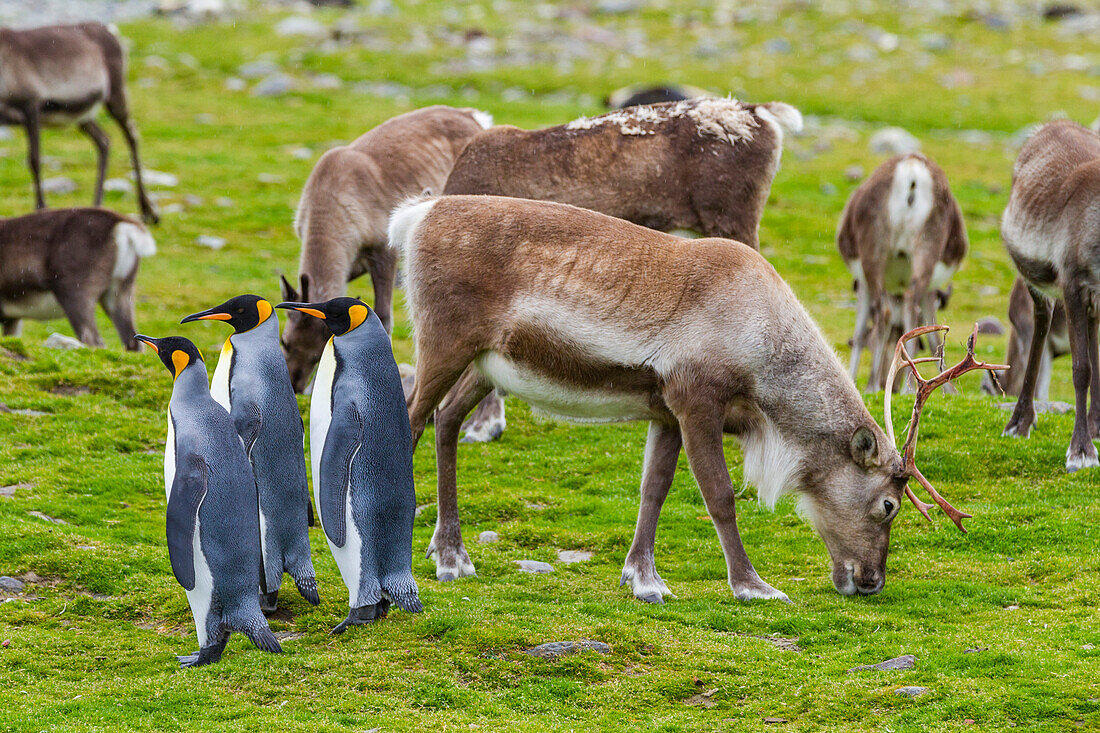 Königspinguin (Aptenodytes patagonicus) mit eingeführten Rentieren in der Brut- und Nistkolonie in der St. Andrews Bay auf Südgeorgien,Südlicher Ozean,Polargebiete