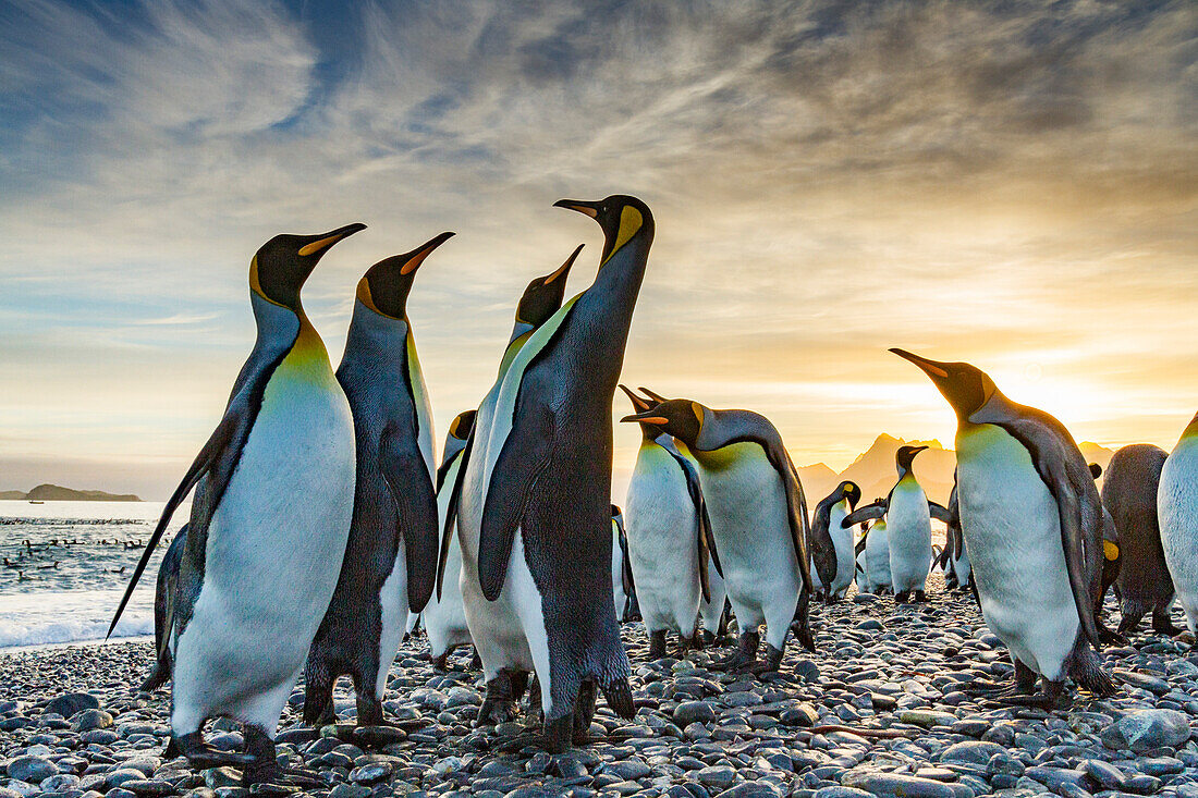 Sonnenaufgang auf der Brut- und Nistkolonie des Königspinguins (Aptenodytes patagonicus) in der Salisbury-Ebene in der Bay of Isles,Südgeorgien,Südlicher Ozean,Polargebiete