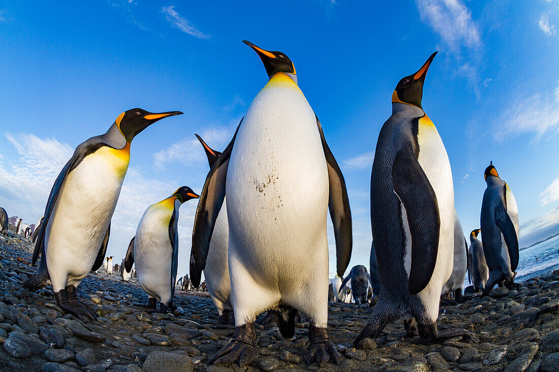 King penguin (Aptenodytes patagonicus) breeding and nesting colony at Salisbury Plain in the Bay of Isles, South Georgia, Southern Ocean, Polar Regions