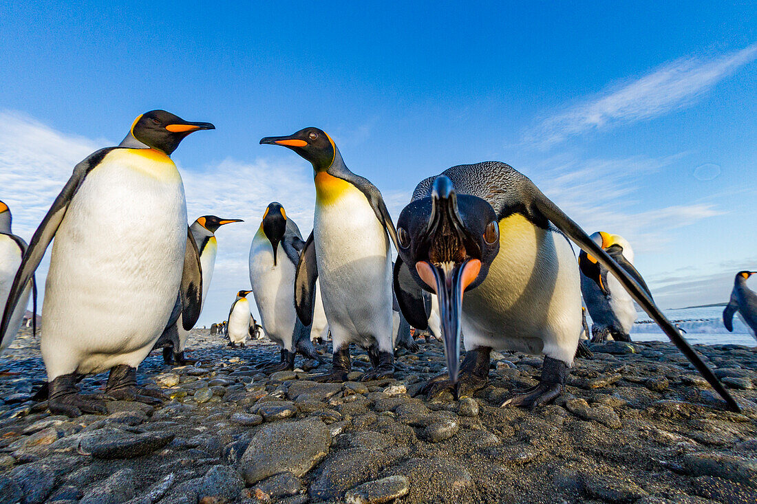 Königspinguin (Aptenodytes patagonicus) Brut- und Nistkolonie in der Salisbury-Ebene in der Bay of Isles,Südgeorgien,Südlicher Ozean,Polargebiete