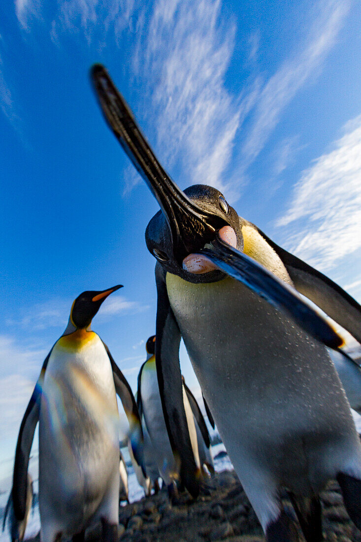 Neugieriger Königspinguin (Aptenodytes patagonicus) in der Brut- und Nistkolonie in der Salisbury-Ebene in der Bay of Isles,Südgeorgien,Südlicher Ozean,Polargebiete