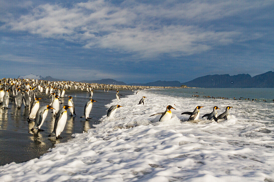 Königspinguine (Aptenodytes patagonicus) am Strand der Brut- und Nistkolonie in der Salisbury-Ebene in der Bay of Isles,Südgeorgien,Südlicher Ozean,Polargebiete