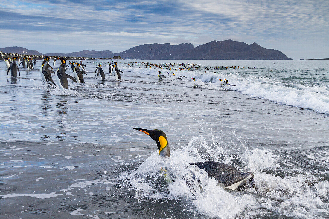 Königspinguine (Aptenodytes patagonicus) am Strand der Brut- und Nistkolonie in der Salisbury-Ebene in der Bay of Isles,Südgeorgien,Südlicher Ozean,Polargebiete